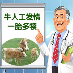 牛人工发情 人工授精 一胎多犊