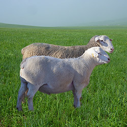 萨福克种公羊、杜泊种公羊