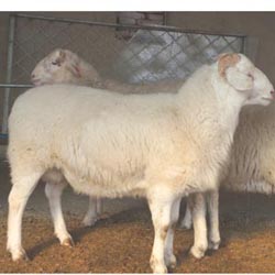 杜寒种公羊-母本小尾寒羊-父本杜泊羊