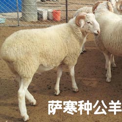 萨寒种公羊-母本小尾寒羊-父本萨福克