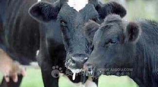 牛口蹄疫预防治疗方案-2