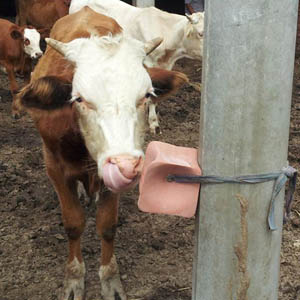 牛营养添砖-防治吃塑料、吃沙土、不发情等问题