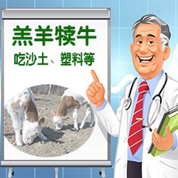 牛羊异食癖-吃沙土塑料